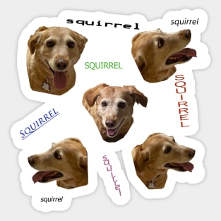 Squirrel!! Sticker